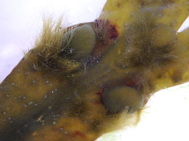 Elachista fucicola Tiny Wrack Bush epiphyte Fucus vesiculosus Bladder Wrack Brown Seaweed Images