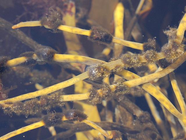 Elachista scutulata Himanthalia elongata Thongweed Brown Seaweed Images