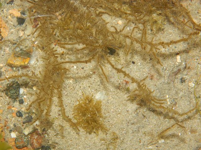 Eudesme virescens Brown Seaweed Images
