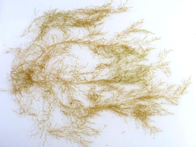 Hincksia granulosa Brown Seaweed Images