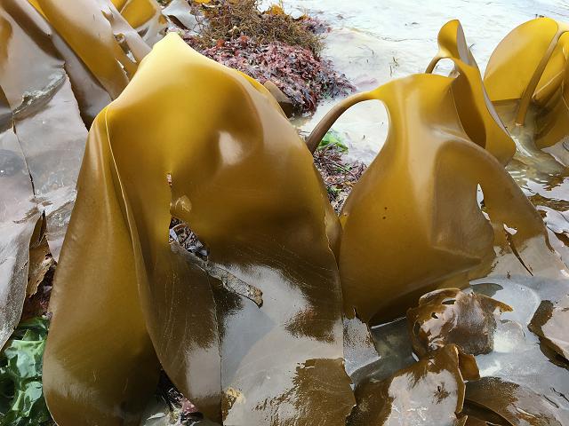 Laminaria ochroleuca Golden Kelp Brown Seaweed Images