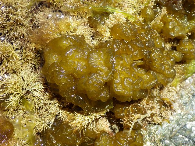 Leathesia marina difformis Sea Balls Cauliflower Punctured Ball Weed Brown seaweed images