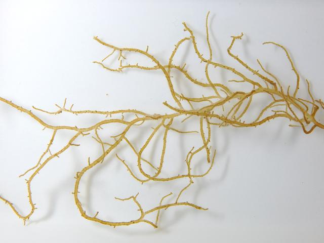 Mesogloia vermiculata Slimy Wormweed Brown Seaweed Images