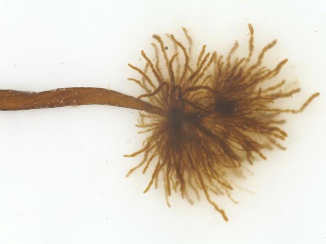 Myriotrichia clavaeformis claviformis on Scytosiphon lomentaria Sausage Weed Brown Seaweed Images