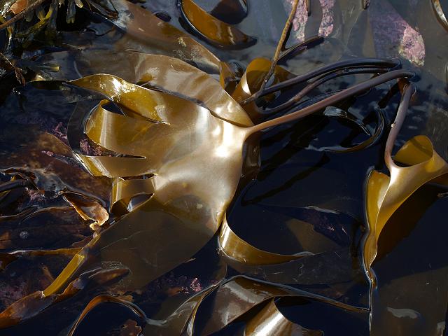 Laminaria digitata Oar Weed Tangle kelp Brown seaweed images