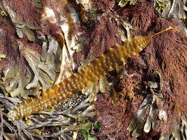 Saccharina latissima Sea Belt Sugar Kelp Sea belt tangle Brown Seaweed Images