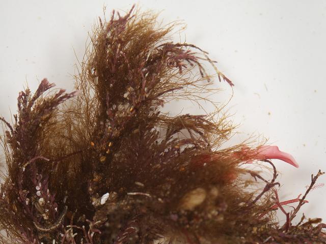 Sphacelaria cirrosa Small Brown Feather Weed epiphytic epiphyte Halidrys siliquosa Cystoseira baccata Seaweed Images