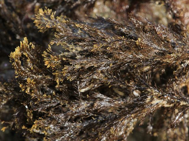 Halopteris scoparia Stypocaulon scoparium Sea Flax Weed Brown seaweed Images