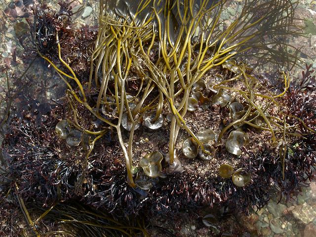 Himanthalia elongata Thong weed Sea thong Brown Seaweed Images