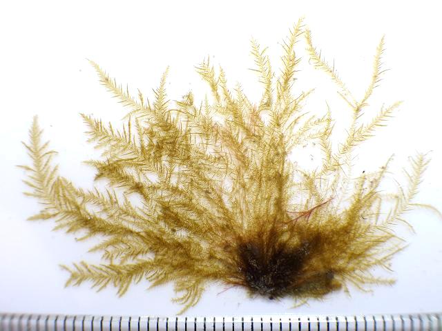 Tilopteris mertensii Brown Seaweed Images