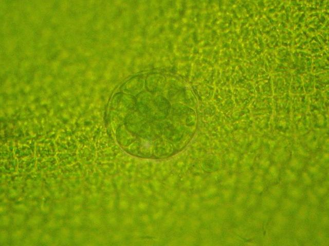 Halochlorococcum moorei parasitic parasite Blidingia minima grass kelp Green seaweed images