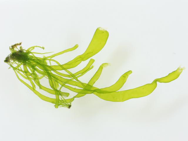 Blidingia minima Lesser Grass Kelp or Squashed Gutweed Green seaweed images
