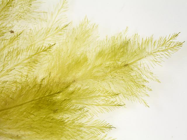 Bryopsis hypnoides Variously Branched Mossy Feather Weed Green seaweed images