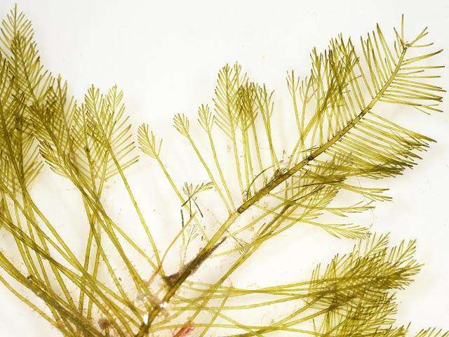 Bryopsis plumosa Evenly Branched Mossy Feather Weed Green seaweed images