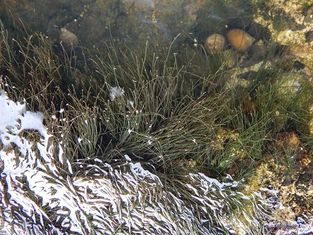 Chaetomorpha melagonium Glaucous Brick Weed Green seaweed images