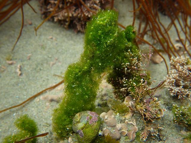 Chaetomorpha ligustica linum capillaris Brick Weed Green seaweed images