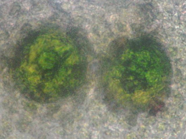 Spongomorpha aeruginosa Chlorochytrium inclusum sporophyte phase Spongy Weed alga Green seaweed images