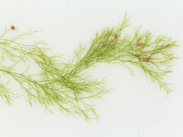 Cladophora albida Pale Green Branched Weed seaweed images