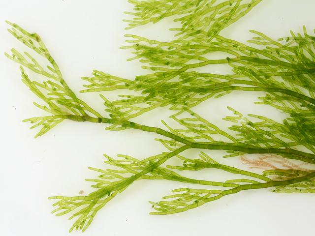 Cladophora pellucida Pellucid Green Branched Weed seaweed images