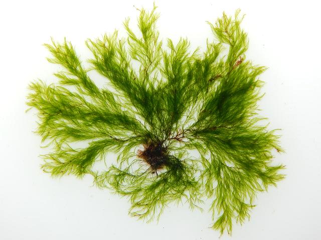Cladophora sericea Silky Green Branched Weed seaweed images