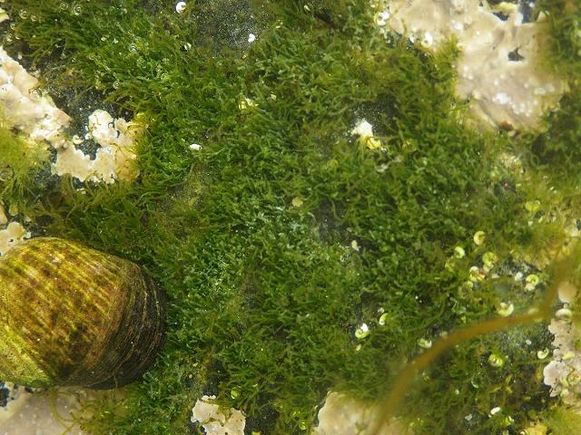 Cladophora species Green Branched Weed seaweed images