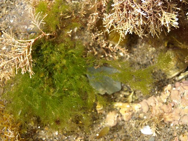 Cladophora species Green Branched Weed seaweed images