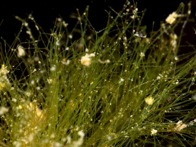 Derbesia marina Silky Thread Weed Green seaweed images