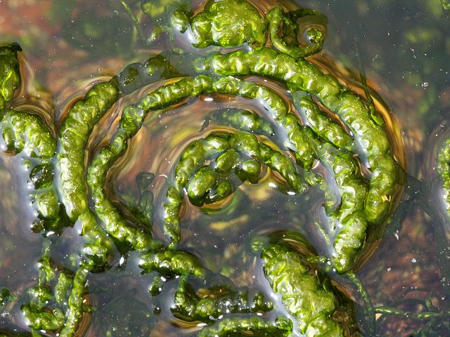 Ulva intestinalis Gut Weed Green seaweed images