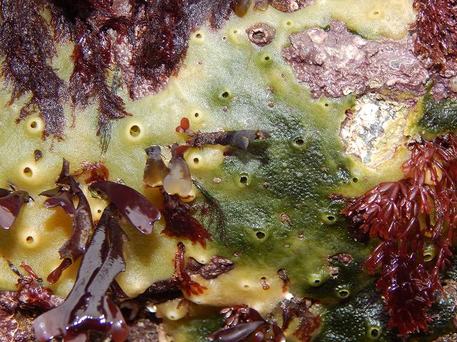 Microspora ficulinae images green algal parasite of sponge Halichondria panicea