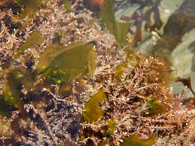 Monostroma grevillei Green seaweed images