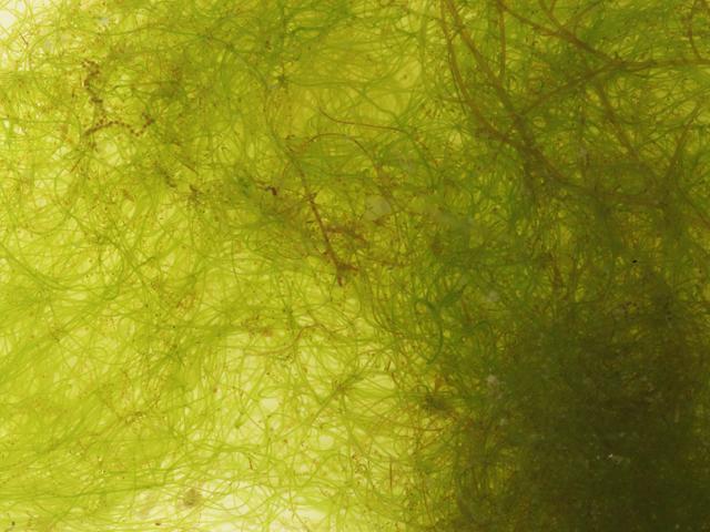 Percursaria ulva percursa Green seaweed images