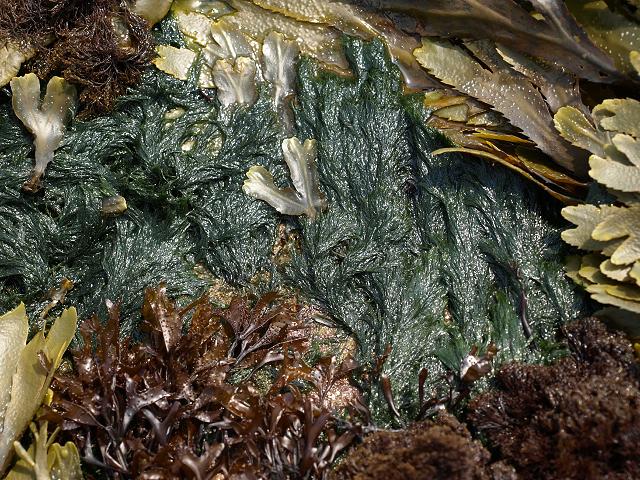 Cladophora rupestris Rock Cladophora or Common Green Branched Weed seaweed images