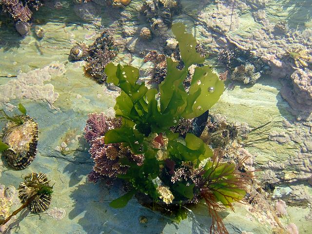 Ulva lactuca Sea Lettuce Green seaweed images