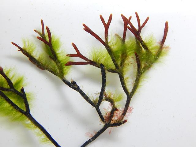 Spongomorpha aeruginosa Spongy Weed green seaweed images