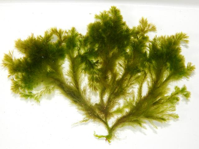 Spongomorpha arcta Dillwyns Spongy Weed or Green Tarantula seaweed images