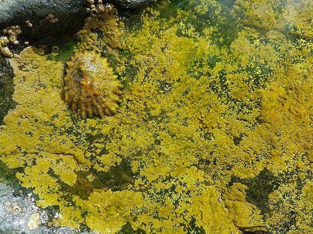 Tetraselmis marina Prasinocladus alga Green seaweed images