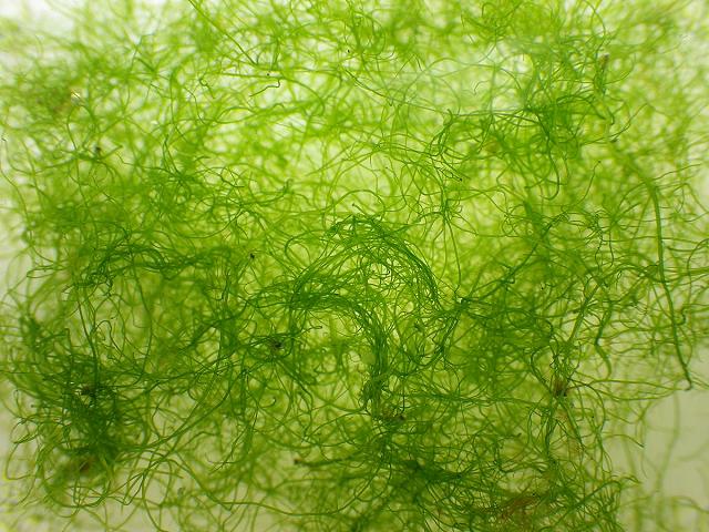 Ulva Enteromorpha flexuosa Thread or Tape Weed grass fouling on trawler in marina harbour Green Seaweed Images