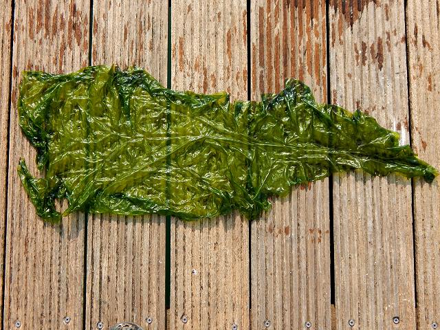 Ulva rigida Sea Lettuce Green seaweed images
