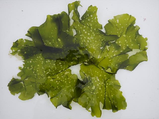 Umbraulva dangeardii olivascens non native alien Green seaweed images