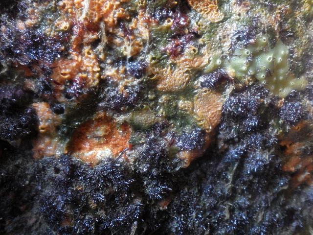 Microspora ficulinae green algal parasite of sponge Hymeniacidon perlevis images