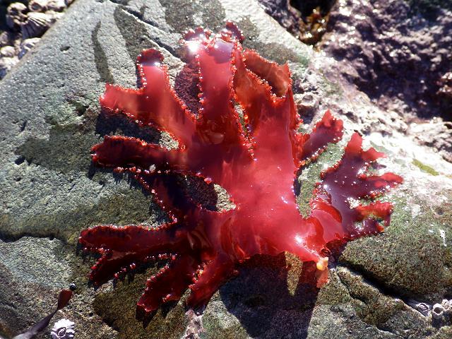Metacallophyllis Callophyllis laciniata Beautiful Fan Weed Red Seaweed Images