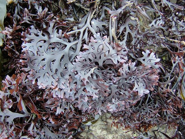 Chondrus crispus Carragheen or Irish Moss Red Seaweed Images