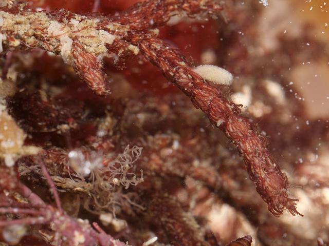 Halurus equisetifolius Sea Horsetail Tail Mares Red Seaweed Images