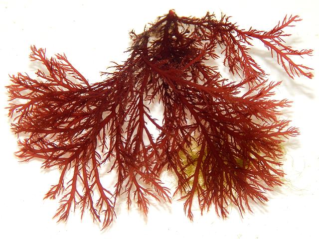 Pikea californica Captain Pike's Golden Gate Weed non native algae uk Red Seaweed Images