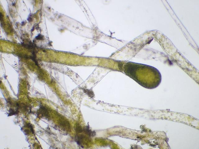Vaucheria species from The Gannel Newquay Yellow-green algae images