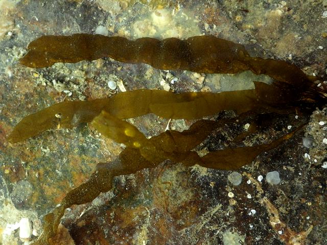 Asperococcus ensiformis compressus Sausage Weed Brown Seaweed Images