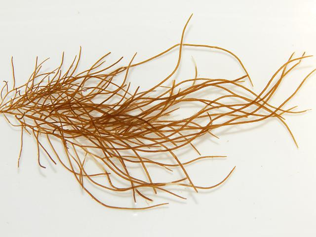 Chordaria flagelliformis Slimy or Black Whip Weed Brown Seaweed Images