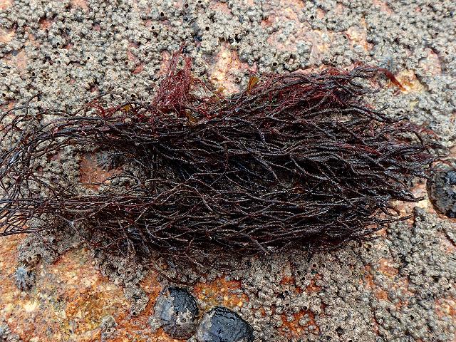 Cladostephus hirsutus spongiosus whorled sand weed Brown Seaweed Images
