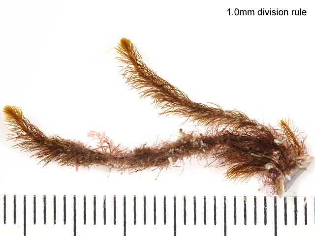 Cladostephus spongiosus hairy sand weed Brown Seaweed Images