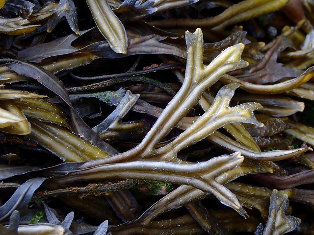 Fucus ceranoides Horned Wrack or Estuary Wrack Brown Seaweed Images